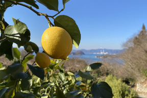新鮮！果汁たっぷり☆訳あり2キロ！島レモン【ワックス・防腐剤フリー☆愛媛県・大三島産】