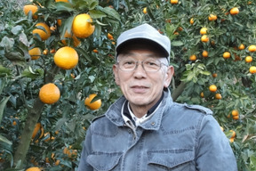 【🍊青島温州 5kg 】糖度12度程、糖酸のバランスの取れたみかんです。年明けは北の産地が本命！