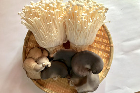 "信州中野の黒あわび茸" おためしセット（おまけつき）