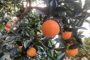 ネーブルオレンジ1kg：無薬