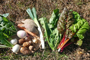 一人暮らしの方に・季節の野菜セット５～７品（Ｓサイズ・1～1.5kg前後）【お試しサイズ】