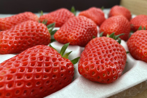 【大容量2トレー】おうちでワイワイ！家庭用＆加工用イチゴ【訳あり３人分】【いちご食べ比べ】