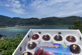 皇室献上産地！パッションフルーツ（贈答用・1.2kg）