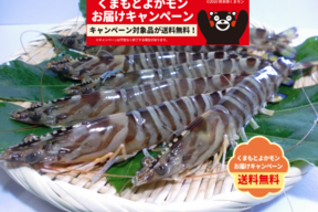 【訳アリ】活き〆冷凍車海老900g(300g8〜15尾×3パック)加熱用