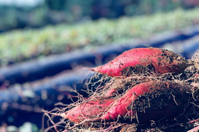 令和7年産定温貯蔵で熟成しました!!　甘くてしっとり♡　阿蘇小国のシルクスイート（４ｋｇ）