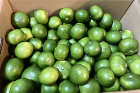 【期間限定　極早生みかん】食べたらやみつき　極早生みかん『豊福早生』　3kg