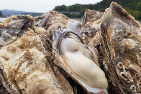 【生食用】東北有数生牡蠣の名産地志津川湾より直送‼︎ 
ぷりぷり生牡蠣 　ご注文受け付け後水揚げ！生食用　真牡蠣2kg(kg/5〜8個)