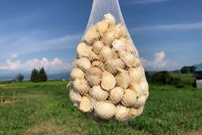 【毎年２万箱売れてます！】500g!! 青森県産にんにく 最高級品種 ホワイト６片「白玉王」家庭用バラ