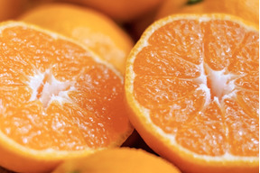 愛媛みかんの老舗厳選【濃厚な甘みと程よい酸味】みかん 5.5kg【愛媛県川上産】