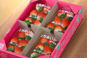 【いちご・とちあいか】実がしっかりして酸味が少なく甘さが際立つ新品種★「とちあいか」(4パック) 栃木県産いちご