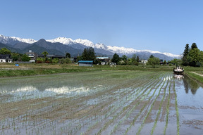 【令和7年新米】【コシヒカリ白米9.4kg一等米】安曇野産自家製