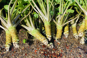 伊豆筏場産　本わさび大