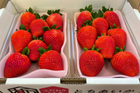 【いちご・とちあいか】実がしっかりして酸味が少なく甘さが際立つ新品種★栃木県産いちご「とちあいか」(2パック)