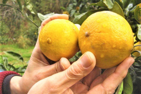 朝採りの”グレープフルーツホワイト”と”はるひ”合わせて3kg【柑橘食べ比べ】