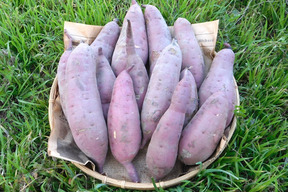 【加工用】規格外さつま芋「紅はるか10kg」（自然栽培：栽培期間中農薬・肥料不使用）