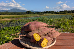 ほっくり、しっとり  栗かぐや ご家庭用  4kg