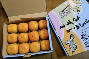 希少！【群馬県みどり市産】樹上脱渋　平核無柿　ご家庭用　約2KG