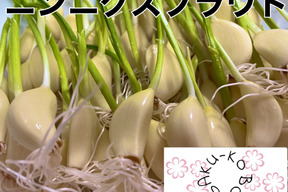 訳あり】ニンニクスプラウト 発芽にんにく50本：東京都産の野菜｜食べ