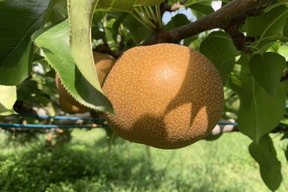 【梨グランプリ トリプル受賞】「彩玉」贈答用 3kg（5〜6玉）糖度13~16度の濃厚な甘さ！埼玉県白岡市産