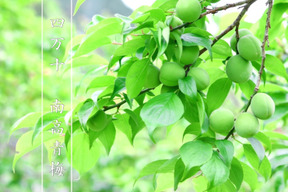 【手摘み】南高青梅２ｋｇ 大小混合サイズ 農薬不使用 自然栽培 四万十産