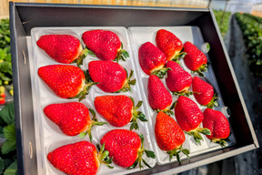 【母の日ギフト】【幻の品種】「おとめ心」完熟いちご 2L＆3L！17粒！