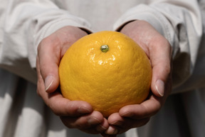【大特価セール】訳あり 河内晩柑 2kg【ほのかな甘みに爽やかな酸味】
