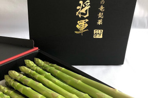【夏ギフト】2年連続金賞受賞【特選1.5kg】陸奥産の竜髭菜（アスパラガス）"将軍"