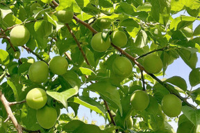 白加賀/青梅　自然栽培　農薬不使用、化学・動物性肥料不使用　☆Ｌサイズ以上３キロ
