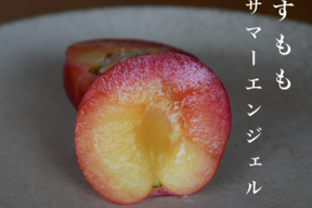 【2027年先行予約】【すもも・サマーエンジェル】【朝どれ】甘酸っぱい濃厚な味わい｜栽培者イチオシのすもも　約10~12玉 1.4kg