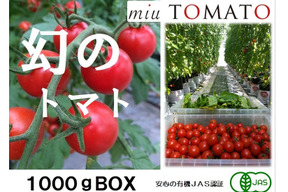 １番人気★名古屋の《極甘》有機栽培ミニトマト【飯田農園】幻のmiuトマト1000gパック