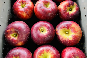 大人気で終わりそうです🍎🏃‍♀️【色も濃い味も濃い】秋映3キロ箱 6玉〜15玉サイズ 商品ID42530 りんご3兄弟 9月 10月 長野県 信州 安曇野 リンゴ 幻 幻のリンゴ 予約 希少 旬