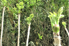天然山菜　秋田のタラの芽150g（予約販売）世界遺産白神山地付近産