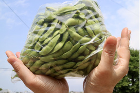 新潟の朝採り枝豆！初夏の早生品種 1Kg袋