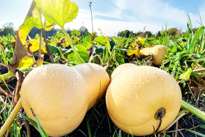 【福袋】柔らかく、切りやすい！バターナッツかぼちゃ（7kg、6～8個入り）農薬・化学肥料不使用