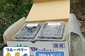 【夏ギフト】ブルーベリー生果280g x 4パック『パック毎に品種表示』