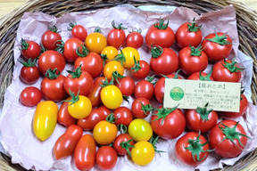 今が旬！真っ只中♪ 一箱で二度美味しい♪ぶるベジこだわり🍅【華おとめ】+【季節のとまとMix】１㌔箱