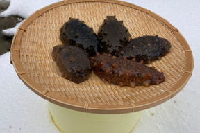 青森陸奥湾産　ナマコ小 1kg程度