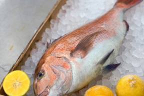 青空レストランで紹介された！
平戸なつ香タイ（約２ｋｇ）【母の日ギフト】
長崎を代表するフルーツ魚！【さばき方＆魚レシピ付き】【熨斗対応可】