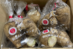 売り尽くし価格★規格外品でお安く！冬季限定1人前使い切りの極小サイズ/GI取得のうま辛い辛味大根！お餅やハンバーグ、お刺身に【松館しぼり大根】(SSサイズ5Kg)