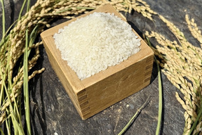 【令和8年度産】みえの安心食材認定　伊勢の豊年えび米【金むすひ】白米5kg