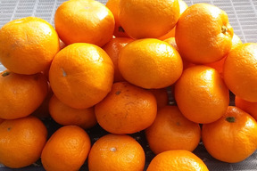 【お試し】蔵出しみかん（小粒）2kg和歌山産