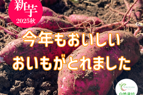 【2025年新物】〇 秋の収穫祭 〇 新芋🍠農薬不使用　紅はるか（5kg）特別価格