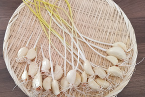 においが残りにくい！屋内水耕栽培　『発芽にんにく』　3袋180g　スプラウトにんにく