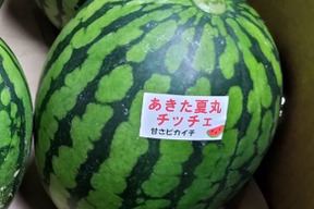 小玉スイカ シャリっと甘い！あきた夏丸チッチェ！〈中サイズ1玉〉