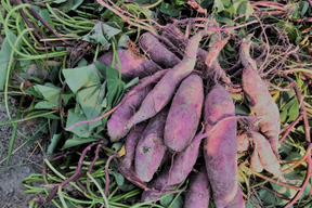 紅はるか 4.5～5kg  焼き芋＆スイーツにピッタリ♪　大きさも選べます♪