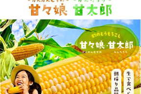 【朝どれ】6/15〜予約順に発送『ドルチェドリーム』A品小箱8〜12本入り鮮度保持フィルムで全国発送でも採りたてのトウモロコシを！
