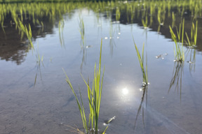 【ゲン担ぎ福袋】きてら米🌾セット【コシヒカリ3kg】【つや姫3kg】お試し食べ比べ🌟