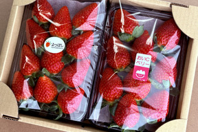 【おまかせ食べ比べ】平詰めDX1箱2パックやよいひめ•よつぼし•おいCベリーから、採れたての新鮮ないちごを2品種、サイズおまかせでお届け！甘さ、味の違いを楽しんで！