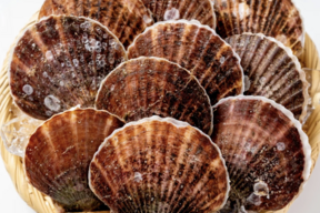 【福袋】【冬ギフト】活！訳あり殻付ホタテ(20枚)｜サイズ不揃い｜岩手県三陸産