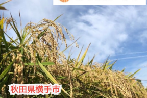 【感謝セール100袋限定】【新米】令和7年産あきたこまち 白米 5kg 秋田県産 特別栽培米 お米 コメ 産地直送 国産 農家直送